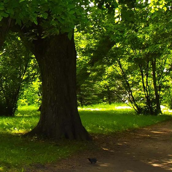 Tree-Service-Boise-Meridian-Nampa-Caldwell-Eagle-Kuna