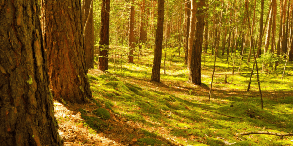 A green forest floor with old trees and young trees and the sun shining through.