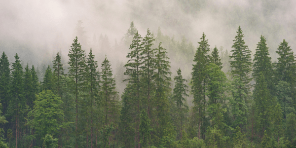 A misty mountainside covered in pine trees.