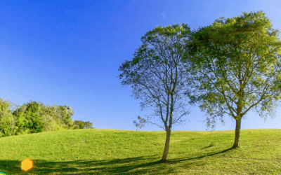 Hiring a Professional Tree Company