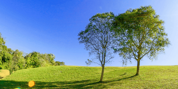 Two trees on a hillside swaying in the breeze.