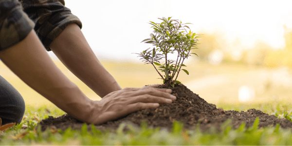 What is a TRAQ Arborist?