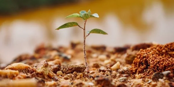 supersonic air knife boise id A tree sapling emerges from the soil.