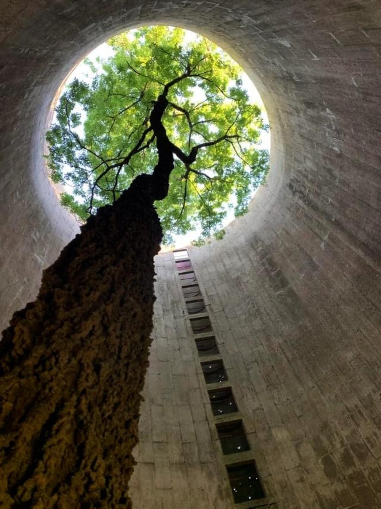 Tree growing up into a Silo right here in the Treasure Valley.