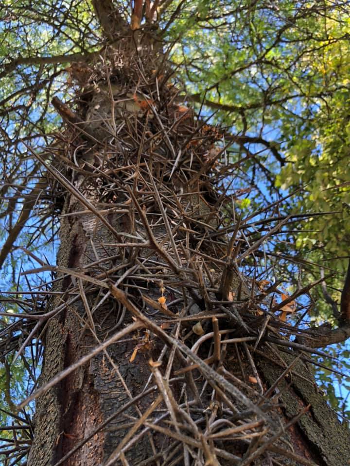 Wild Honey Locust. Where’s my suit of armor?